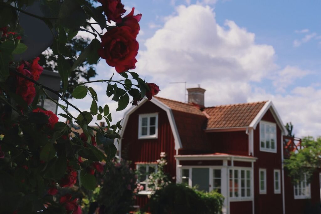 Red Swedish wooden house framed by rose bushes